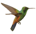 colibri