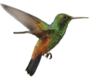 BETA colibridx
