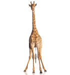 giraffa