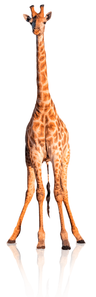 GIRAFFA OKriflesso 2